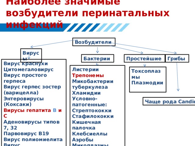 Наиболее значимые возбудители перинатальных инфекций Возбудители Вирусы  Простейшие Грибы Бактерии Вирус краснухи Цитомегаловирус Вирус простого герпеса Вирус герпес зостер (варицелла) Энтеровирусы (Коксаки) Вирусы гепатита В и С Аденовирусы типов 7, 32 Парвовирус В19 Вирус полиомиелита Вирус эпидемического паротита Вирус гриппа? Вирус кори? Листерии Трепонемы Микобактерии туберкулеза Хламидии Условно-патогенные: Стрептококки Стафилококки Кишечная палочка Клебсиеллы Аэробы Микоплазмы Токсоплазмы Плазмодии Чаще рода Candida 