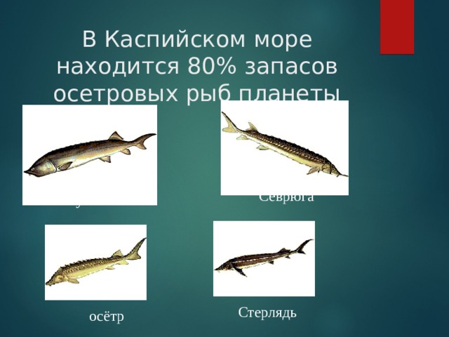 В Каспийском море находится 80% запасов осетровых рыб планеты Севрюга Белуга Стерлядь осётр 