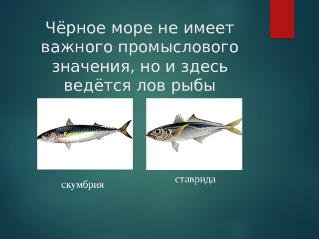 Чёрное море не имеет важного промыслового значения, но и здесь ведётся лов рыбы ставрида скумбрия 