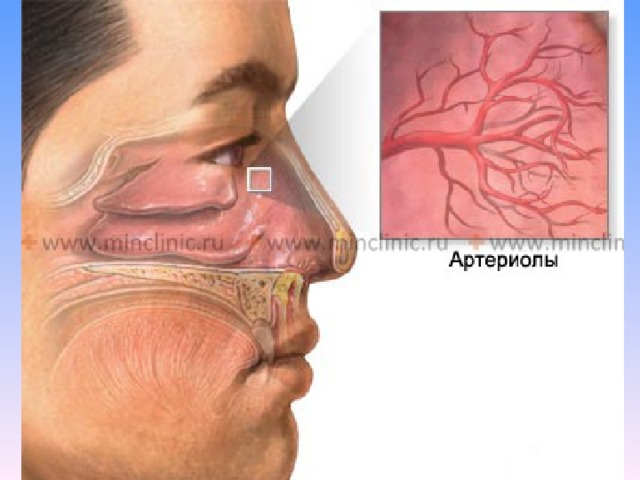 Носовое кровотечение биология 8 класс