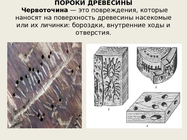 Пороги древесины. Пороки древесины червоточина. Порок древесины ервоточины. Дефект древесины червоточина. Поверхностная червоточина древесины.