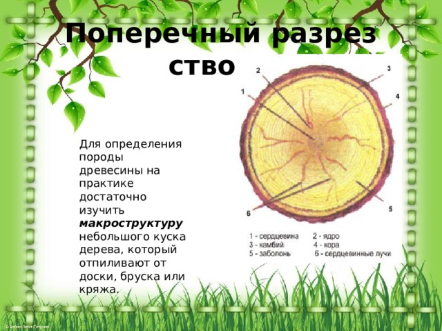 Древесина как природный материал
