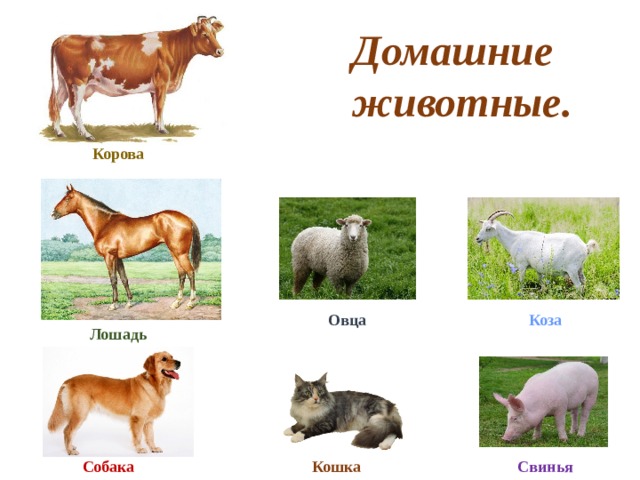 Корова свинья собака кошка. Кошка..собака..корова..коза..свинья..лошадь..овца. Домашние животные корова свинья лошадь. Домашние животные корова, овца, собака, лошадь, кошка, свинья. Домашние животные начальные классы.