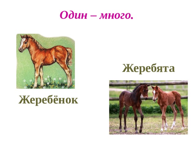 Анализ рассказа жеребенок. Жеребенок с подписью. Как назвать жеребенка. Жеребенок Шолохов. Один - много.