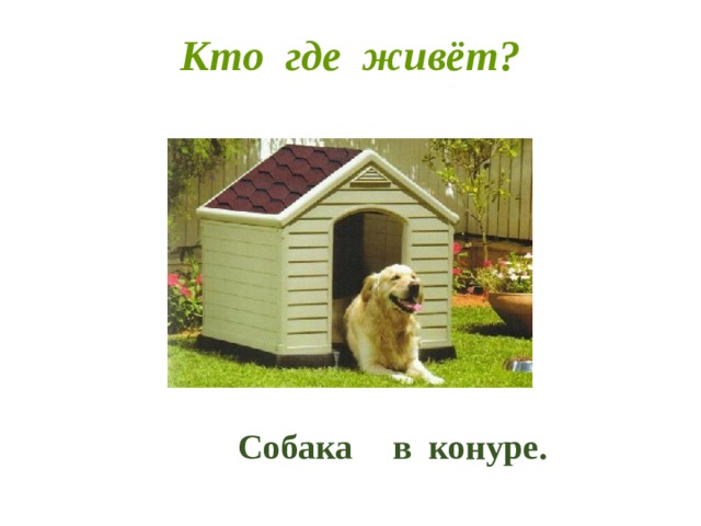 Покажи где собака. Собака живет в будке. Где живет собака. Живут домашние собаки в конуре. Собачья будка с надписью пёс.