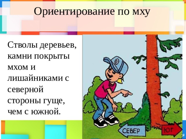 Ориентирование по мху Стволы деревьев, камни покрыты мхом и лишайниками с северной стороны гуще, чем с южной. 