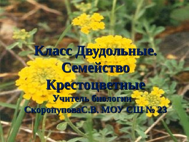 Класс Двудольные. Семейство  Крестоцветные Учитель биологии СкоропуповаС.В. МОУ СШ № 23  