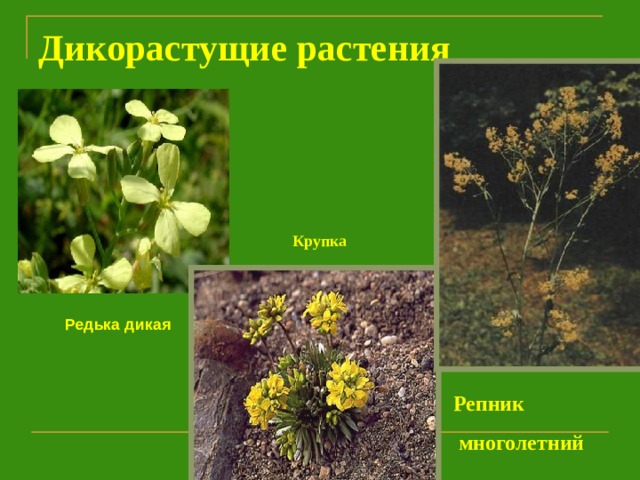 Дикорастущие растения Крупка Редька дикая Репник  многолетний  