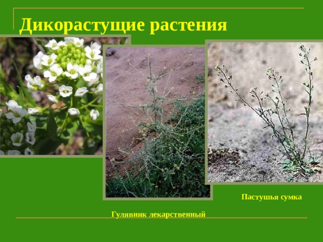 Дикорастущие растения Ярутка полевая Пастушья сумка Гулявник лекарственный 