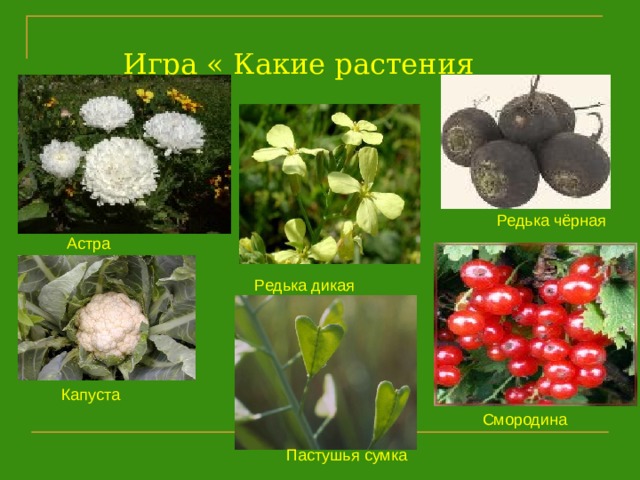 Капуста Смородина  Игра « Какие растения «лишние» Редька чёрная Астра Редька дикая Пастушья сумка 