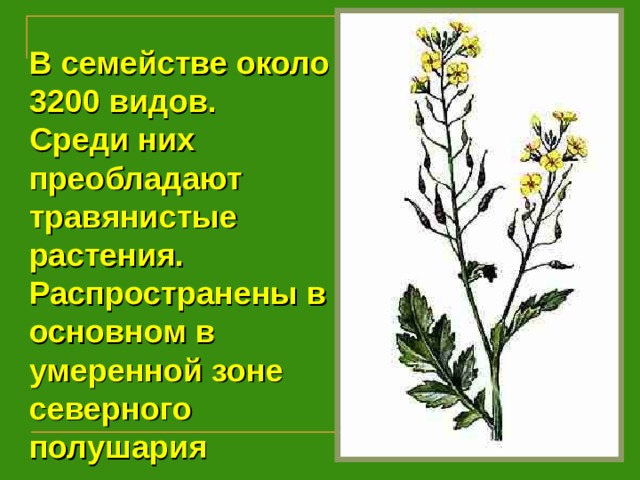 В семействе около 3200 видов. Среди них преобладают травянистые растения. Распространены в основном в умеренной зоне северного полушария 