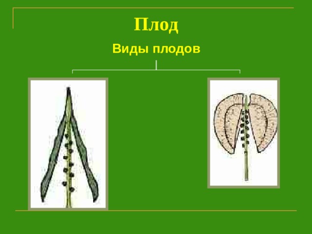 Плод  Виды  плодов   