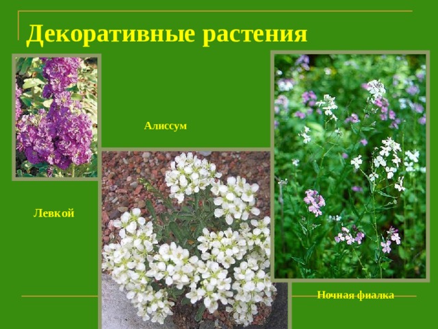 Декоративные растения   Алиссум Левкой Ночная фиалка 
