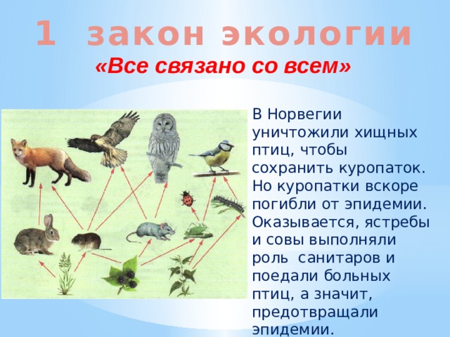 Все связано со всем рисунок. Первый закон: «всё связано со всем».. В Норвегии уничтожили хищных птиц. Уничтожение хищных птиц в Норвегии. 1 Закон экологии.