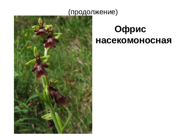 Охраняемые растения вологодской области фото и описание