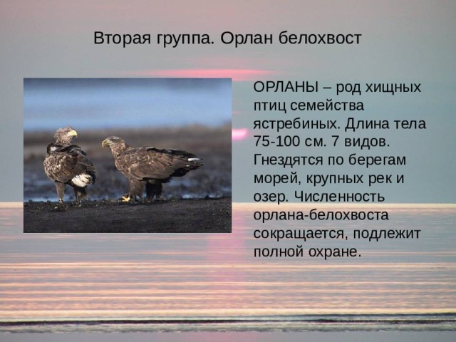 Проект животные из красной книги архангельской области Урок экологической направленности в рамках классного часа