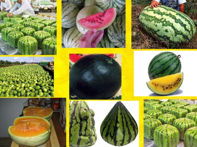 Amazon.com: Black Diamond Watermelon Seeds