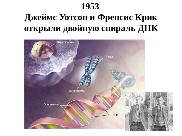 1953  Джеймс Уотсон и Френсис Крик открыли двойную спираль ДНК   