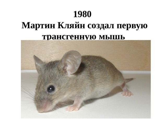 1980   Мартин Кляйн создал первую трансгенную мышь 