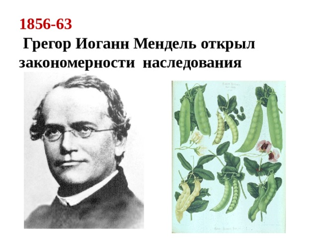 1856-63   Грегор Иоганн Мендель открыл закономерности наследования 