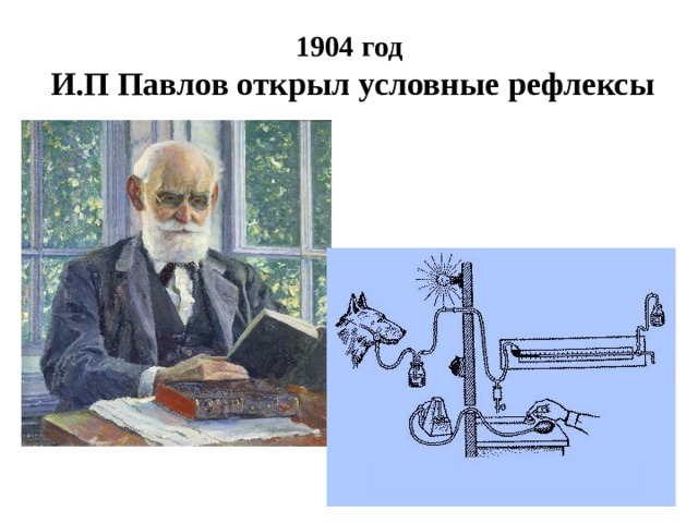 1904 год   И.П Павлов открыл условные рефлексы 
