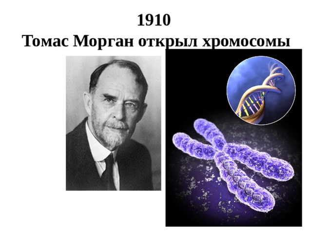 1910  Томас Морган открыл хромосомы 