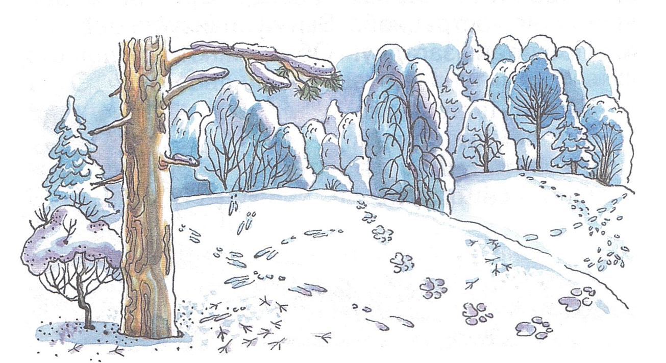 Русский 1 класс след. Зима рисунок. Зимний лес рисунок. Зимнее дерево. Зимний лес рисунок для детей.