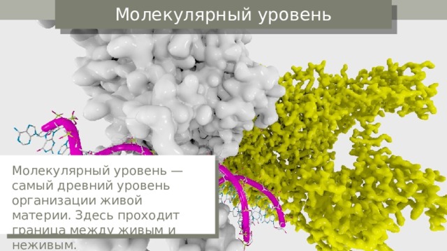 Молекулярный уровень Молекулярный уровень — самый древний уровень организации живой материи. Здесь проходит граница между живым и неживым. 