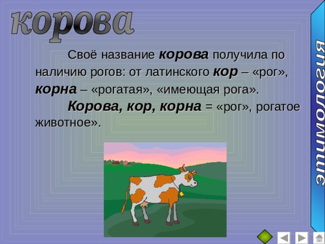  Своё название корова получила по наличию рогов: от латинского кор – «рог», корна – «рогатая», «имеющая рога».  Корова, кор, корна = «рог», рогатое животное».  
