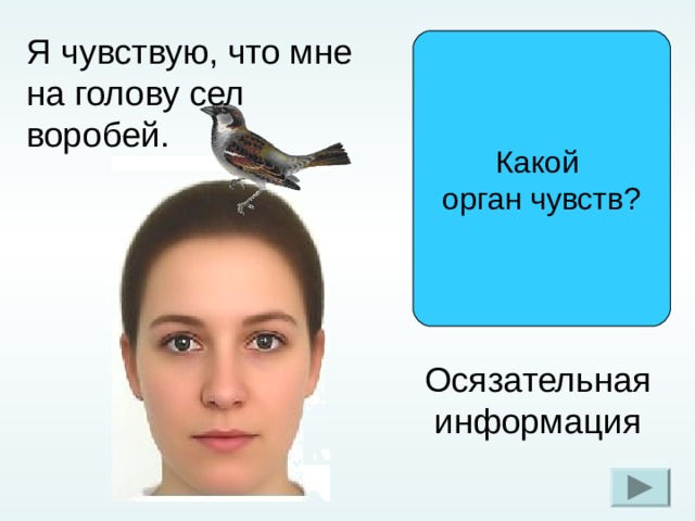 Сесть на голову. На голову сел Воробей. Сел на голову. Предложение на сел на голову. Что значит сесть на голову.