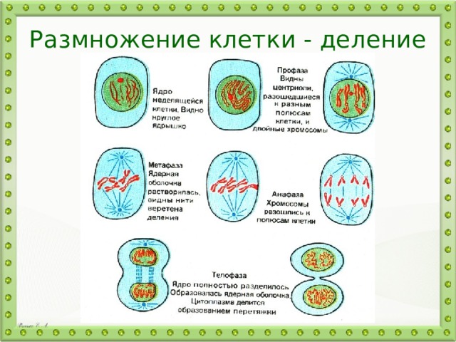 5 стадий деления клетки. Процесс деления клетки 6 класс биология. Схема деления клетки 5 класс биология. Размножение клеток биология. Размножение деление клеток кратко.