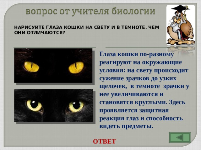 НАРИСУЙТЕ ГЛАЗА КОШКИ НА СВЕТУ И В ТЕМНОТЕ. ЧЕМ ОНИ ОТЛИЧАЮТСЯ? Глаза кошки по-разному реагируют на окружающие условия: на свету происходит сужение зрачков до узких щелочек, в темноте зрачки у нее увеличиваются и становятся круглыми. Здесь проявляется защитная реакция глаз и способность видеть предметы. ОТВЕТ