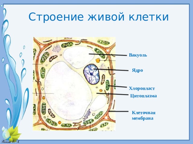 Строение живой клетки Вакуоль Ядро Хлоропласт Цитоплазма Клеточная мембрана 