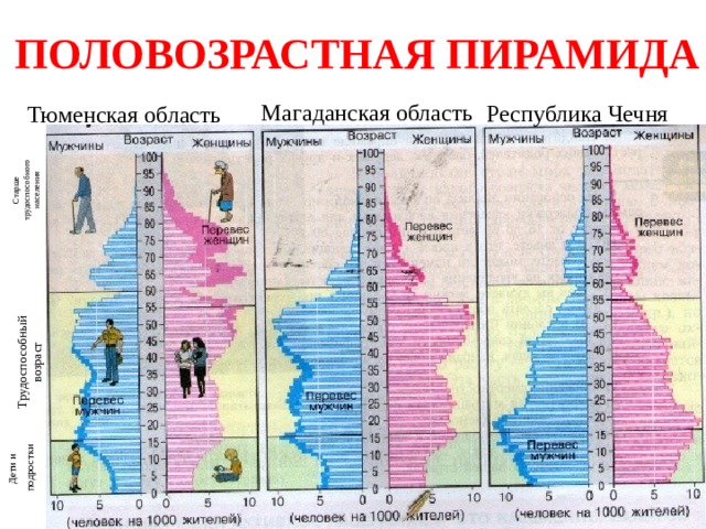 Анализ половозрастной пирамиды