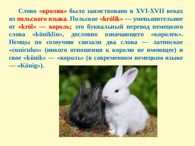 Перевод текста rabbit