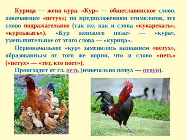 Что значит курам