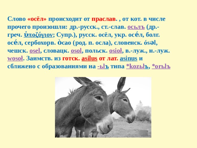 Donkey перевод. Про ослик текст. Слово ишак. Предложение со словом осел. Предложение со словом ослик.