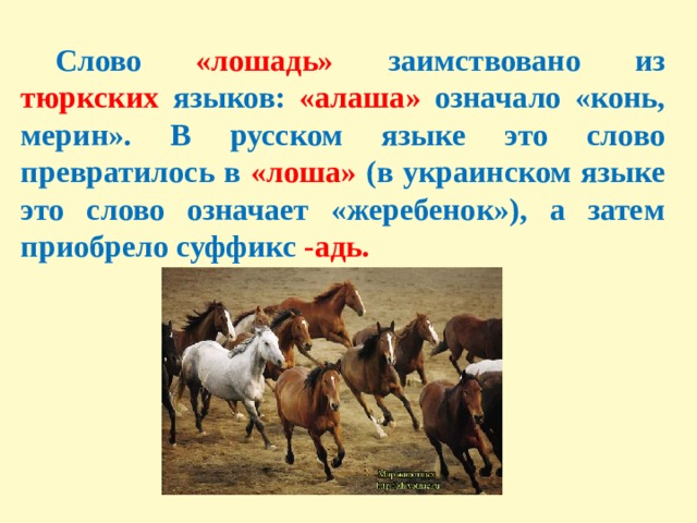 Слова разного происхождения. Происхождение слова лошадь. Этимология слова лошадь. Происхождение слова конь. Заимствования из тюркского в русский язык.