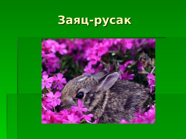 Заяц-русак 