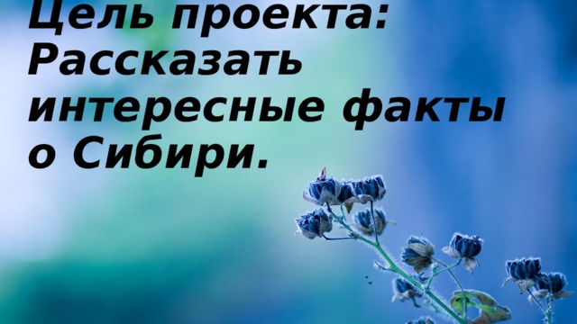Цель проекта: Рассказать интересные факты о Сибири. 