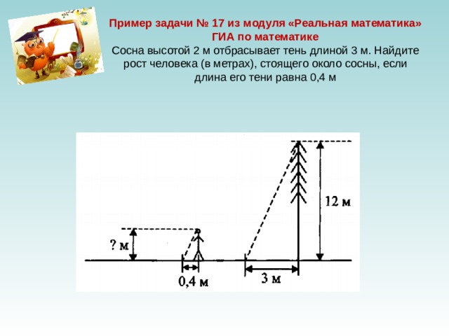 На рисунке 10 показано изменение высоты сосны