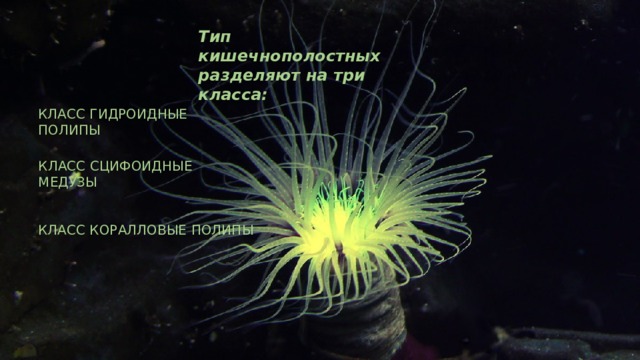 Тип кишечнополостных разделяют на три класса: Класс Гидроидные полипы Класс Сцифоидные медузы Класс Коралловые полипы 