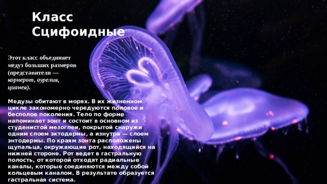 Класс Сцифоидные Этот класс объединяет медуз больших размеров (представители — корнерот, аурелия, цианея). Медузы обитают в морях. В их жизненном цикле закономерно чередуются половое и бесполое поколения. Тело по форме напоминает зонт и состоит в основном из студенистой мезоглеи, покрытой снаружи одним слоем эктодермы, а изнутри — слоем энтодермы. По краям зонта расположены щупальца, окружающие рот, находящийся на нижней стороне. Рот ведет в гастральную полость, от которой отходят радиальные каналы, которые соединяются между собой кольцевым каналом. В результате образуется гастральная система. Нервная система медуз сложнее нервной системы гидр. 