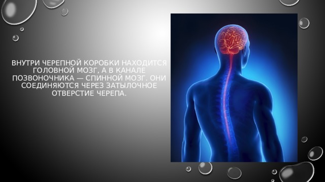 Внутри черепной коробки находится головной мозг, а в канале позвоночника — спинной мозг. Они соединяются через затылочное отверстие черепа. 