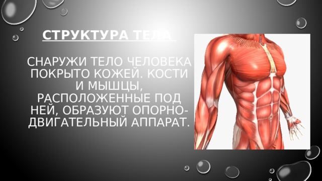 Структура тела   Снаружи тело человека покрыто кожей. Кости и мышцы, расположенные под ней, образуют опорно-двигательный аппарат. 