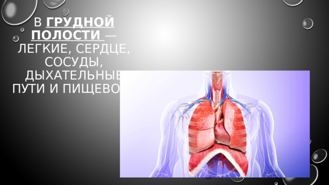 В грудной полости — легкие, сердце, сосуды, дыхательные пути и пищевод .        