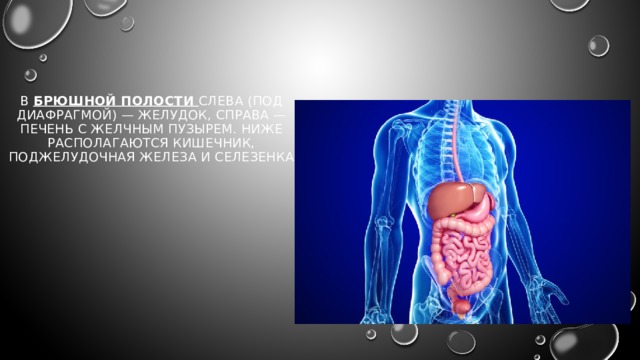 В брюшной полости слева (под диафрагмой) — желудок, справа — печень с желчным пузырем. Ниже располагаются кишечник, поджелудочная железа и селезенка 