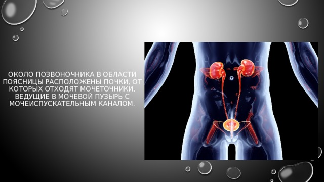 Около позвоночника в области поясницы расположены почки, от которых отходят мочеточники, ведущие в мочевой пузырь с мочеиспускательным каналом. 