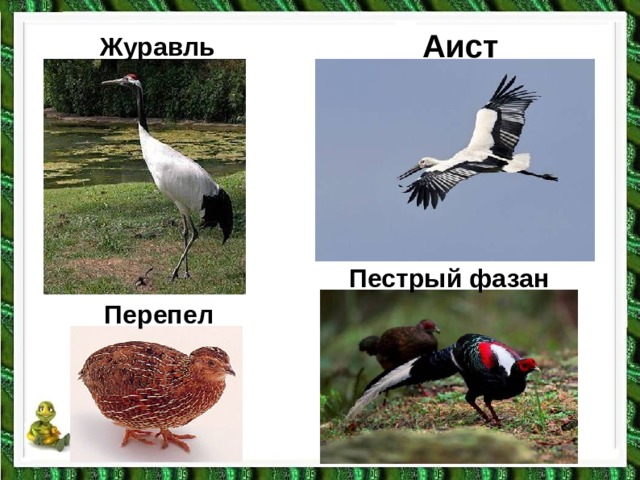 Аист журавль цапля отличия фото