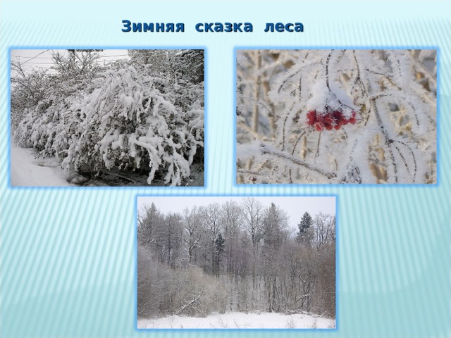  Зимняя сказка леса 